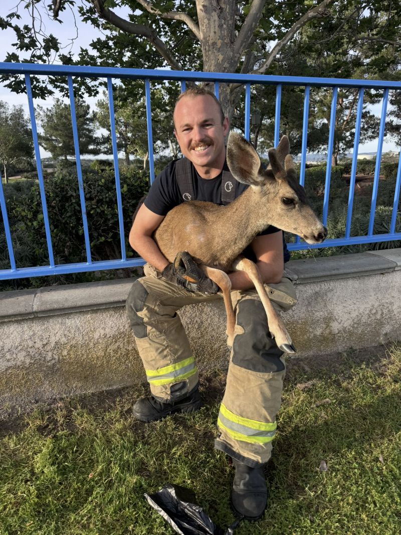 Image for the Tweet beginning: Easter Morning Deer Rescue in