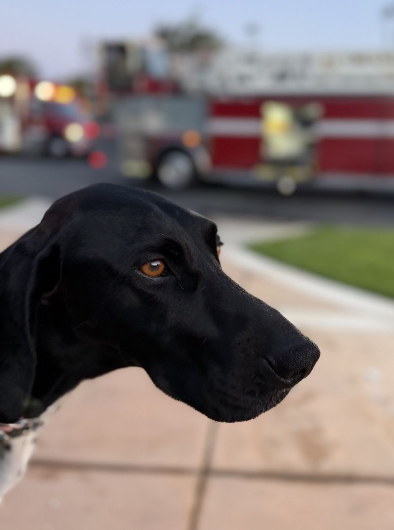 Image for the Tweet beginning: Give this dog an award!

At